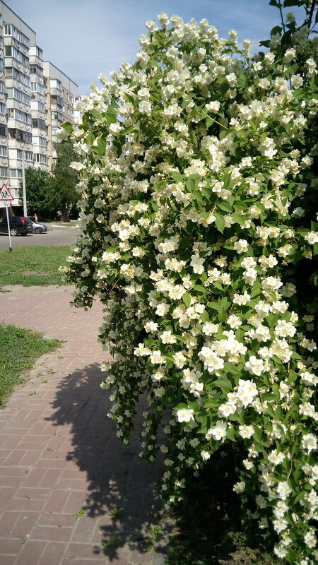 ,,, - Сергей Тимоновский