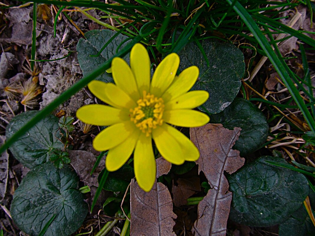 весёлый март - Елена Шаламова