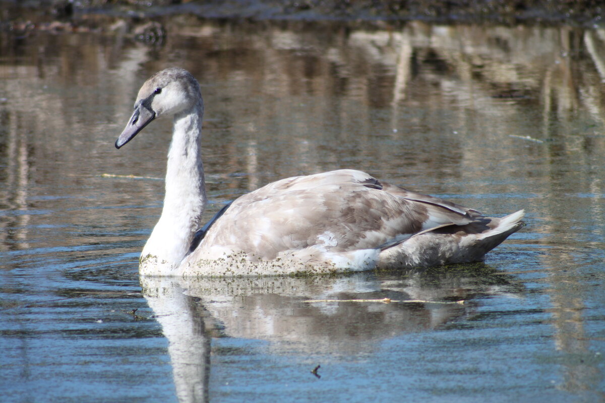 . - Сергей Асташонок