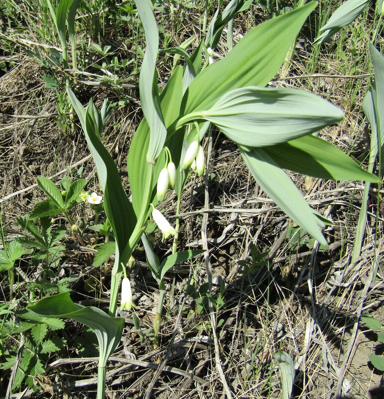 Таинственный ландыш, купена, или соломонова печать - Galaelina *** Таинственный ландыш, купена, или соломонова печать - Galaelina ***
