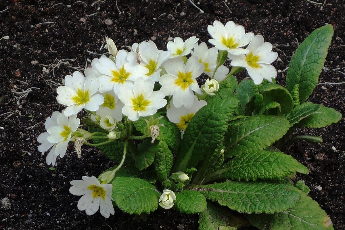 Примула - Рита Симонова Примула - Рита Симонова