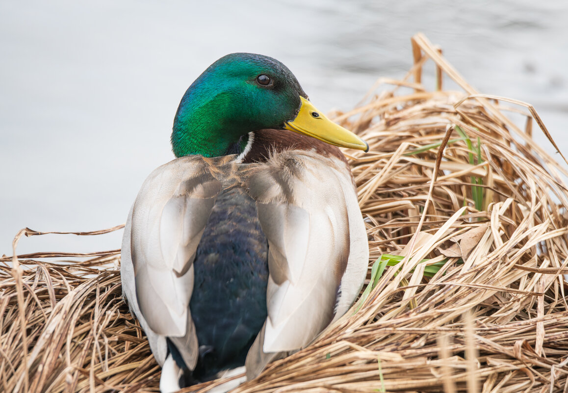 Самец кряквы (селезень) - Дарья Меркулова