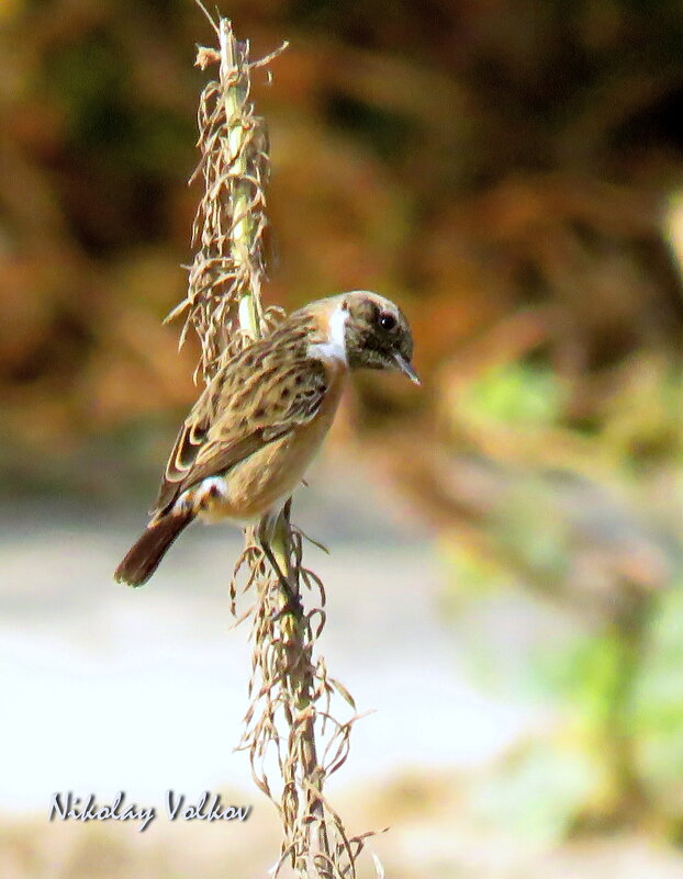Чекан - Николай Волков Чекан - Николай Волков