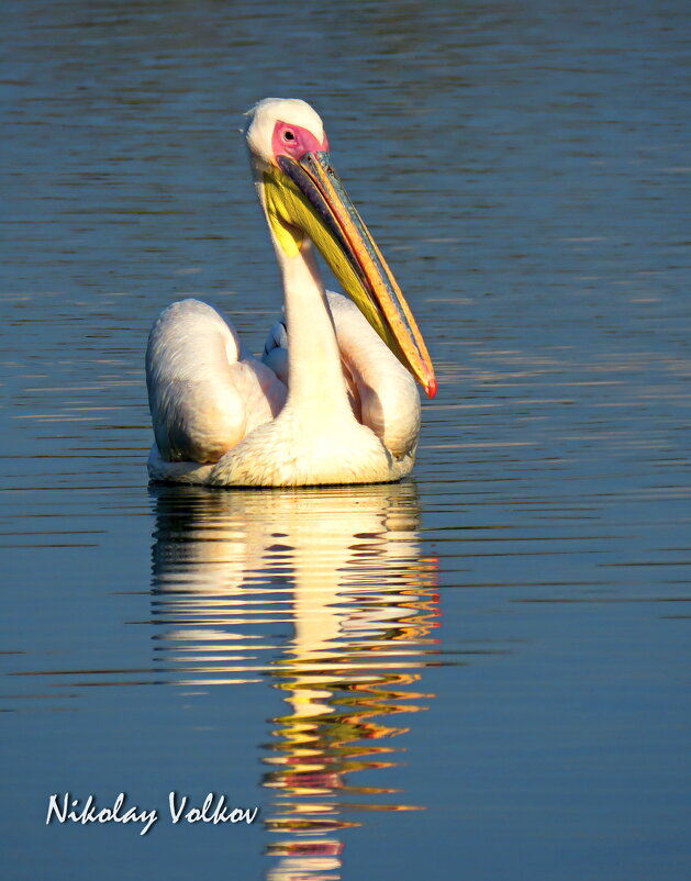 Адын самсем адын)) - Николай Волков Адын самсем адын)) - Николай Волков