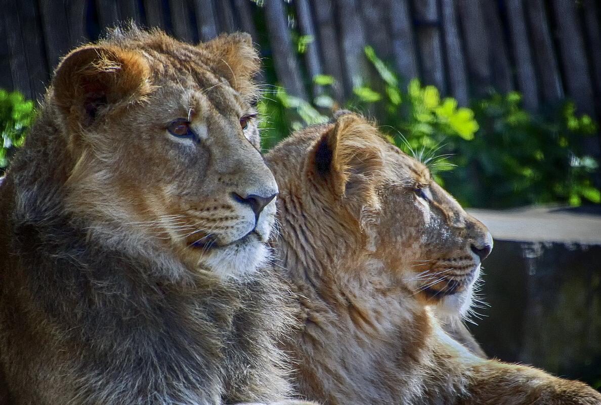 Молодые львы - Андроник Александр Молодые львы - Андроник Александр