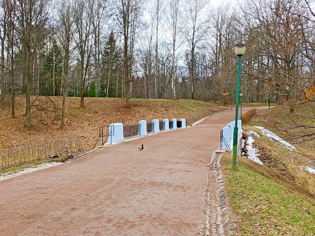 Селезень вышел навстречу. - Лия ☼