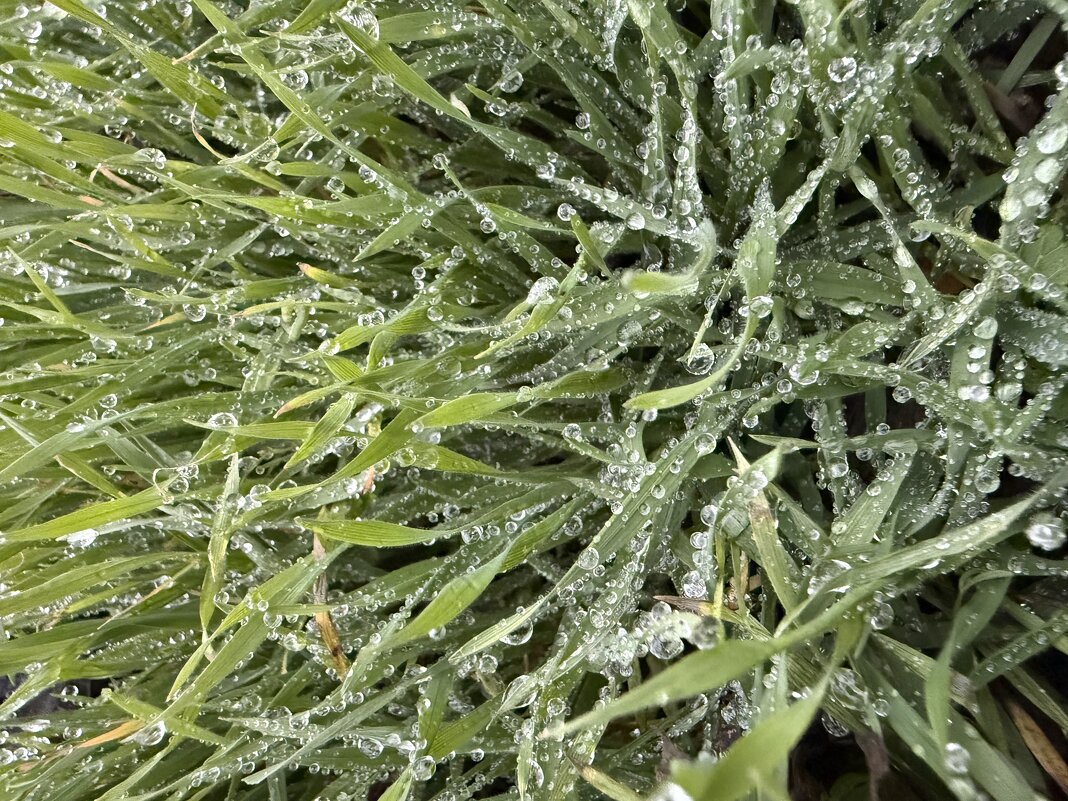 Роса - Валентина .