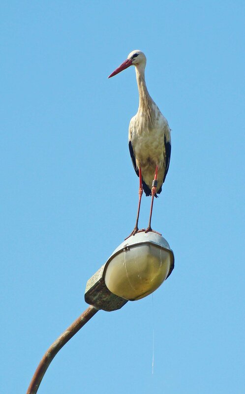 аист на любимой присаде - gawrilа - dan