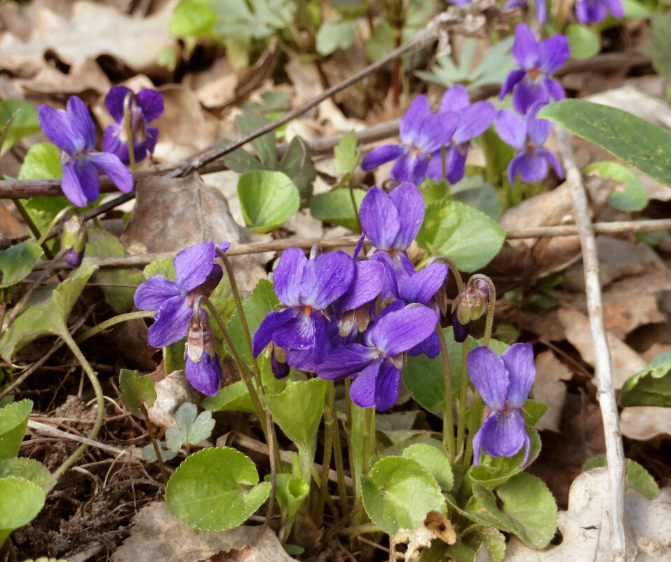 фиалочки - Ольга 