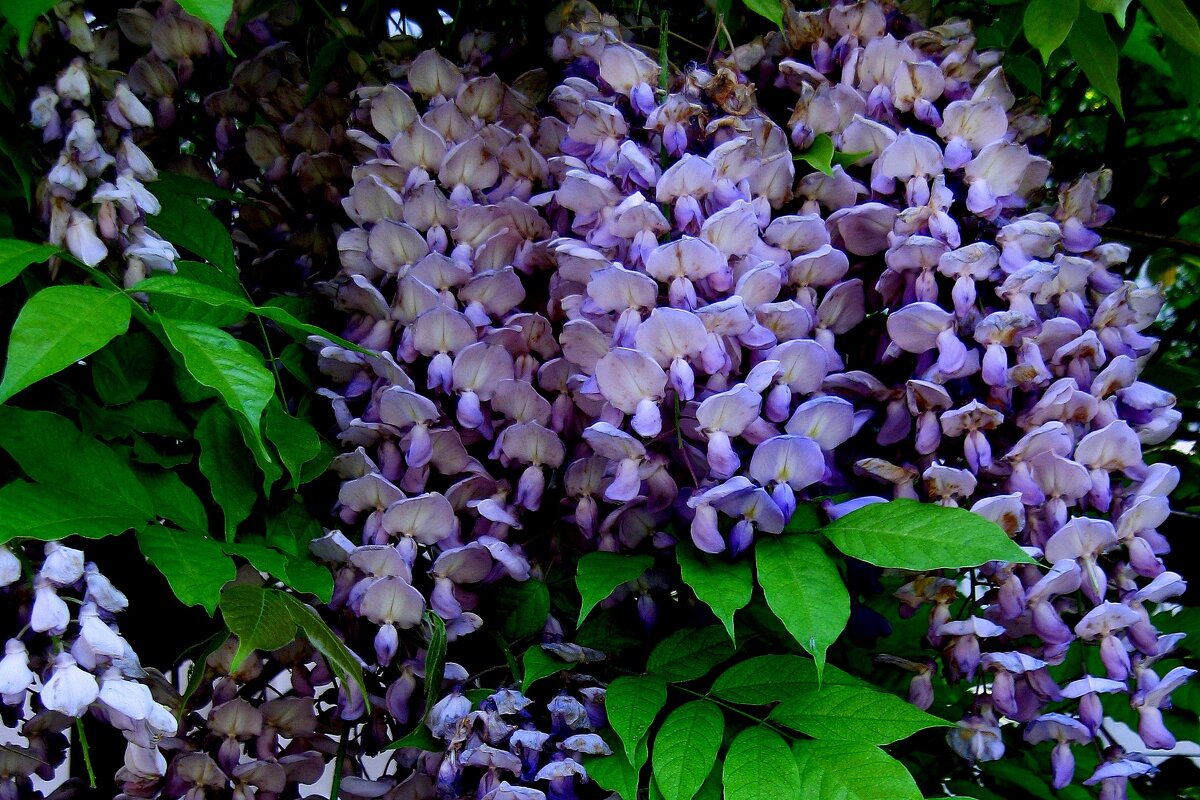 ГЛИЦИНИЯ - Татьяна Касьяненко