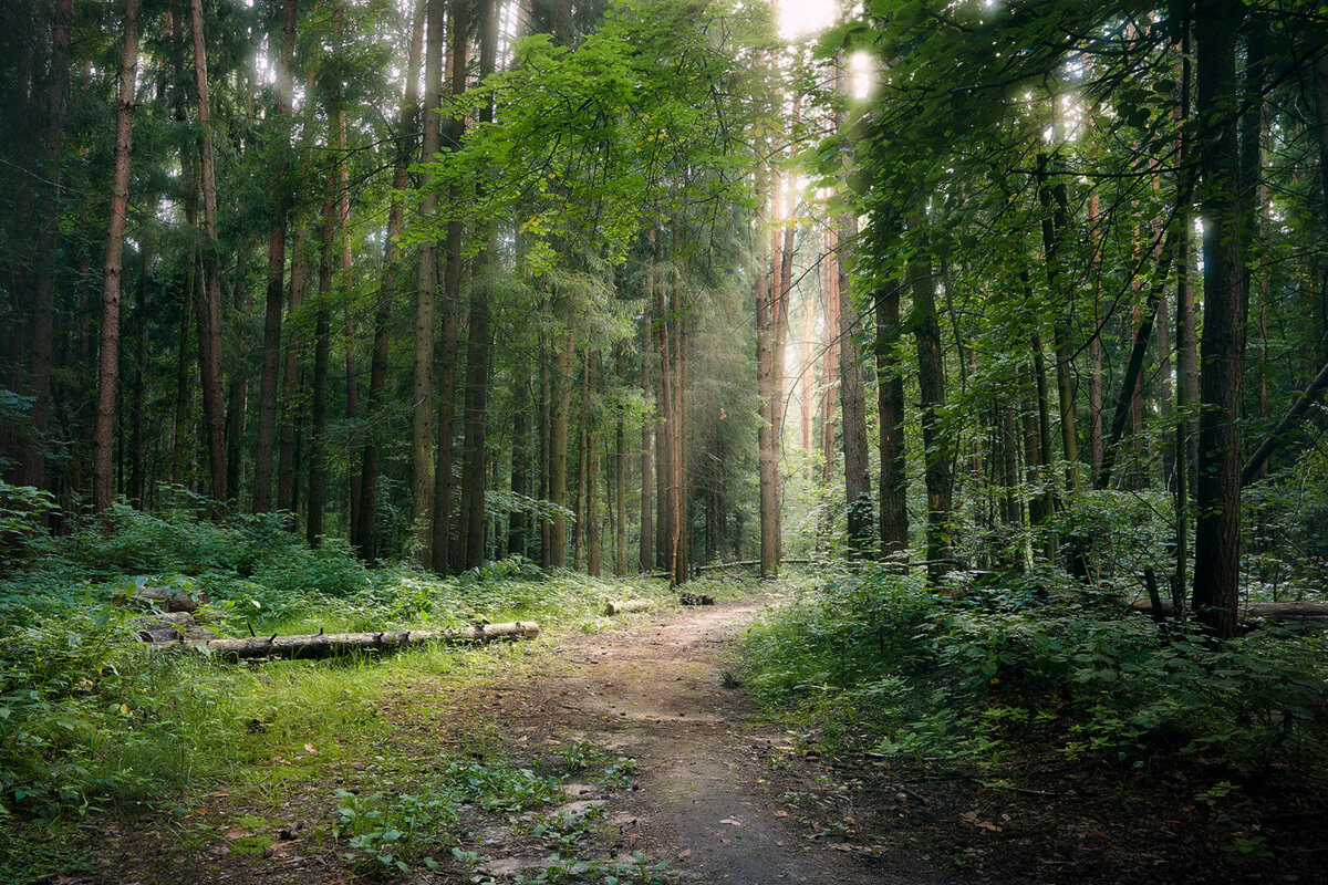 В летнем лесу - Валерий Вождаев