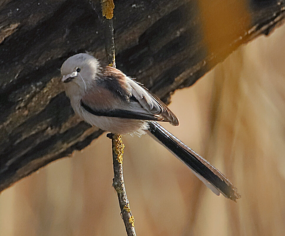 Ополовник примеряет усы - Светлана 
