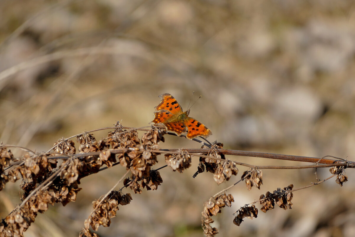 Углокрыльницы, снятые сегодня   1 - Александр Прокудин