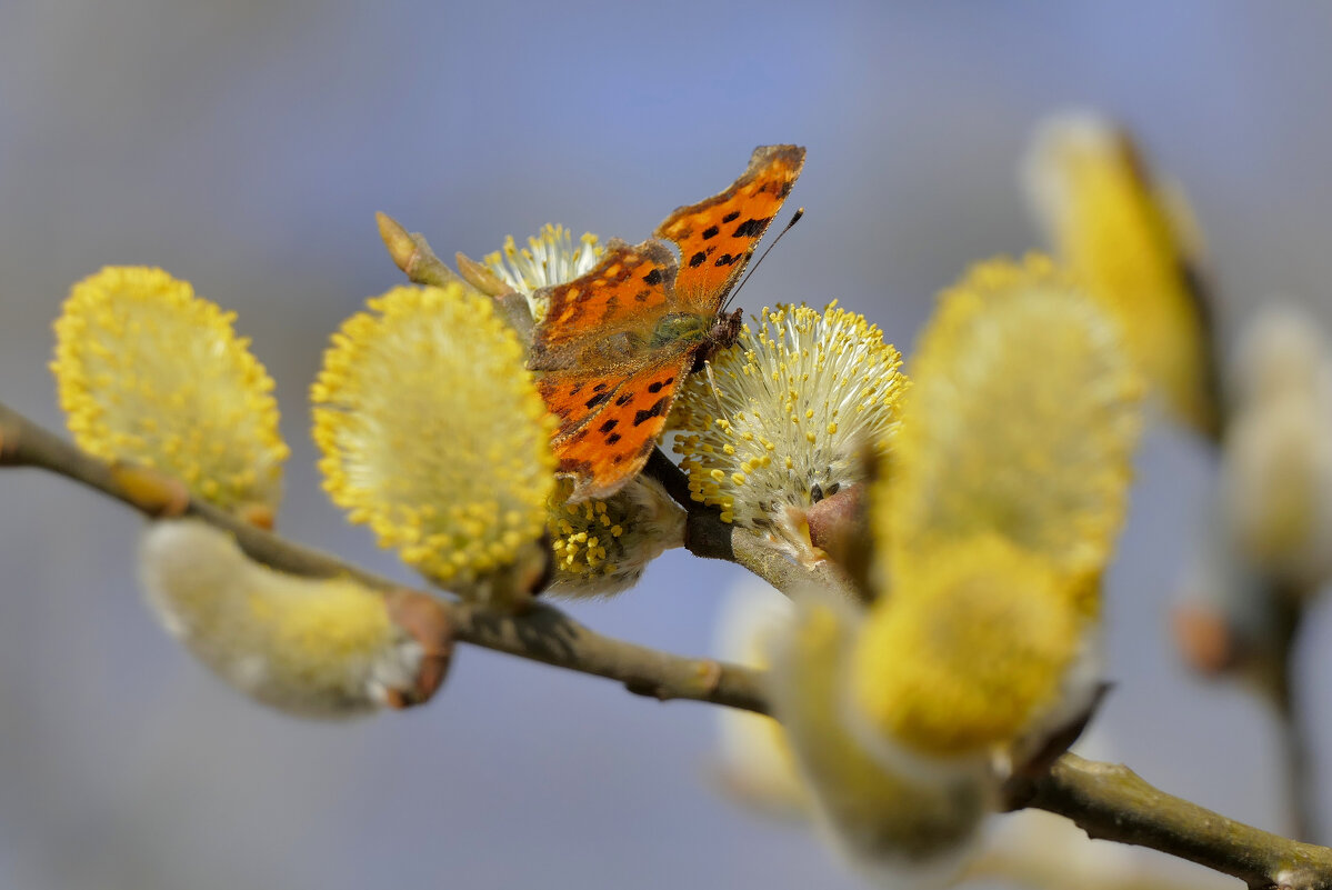 Углокрыльницы, снятые сегодня  2 - Александр Прокудин