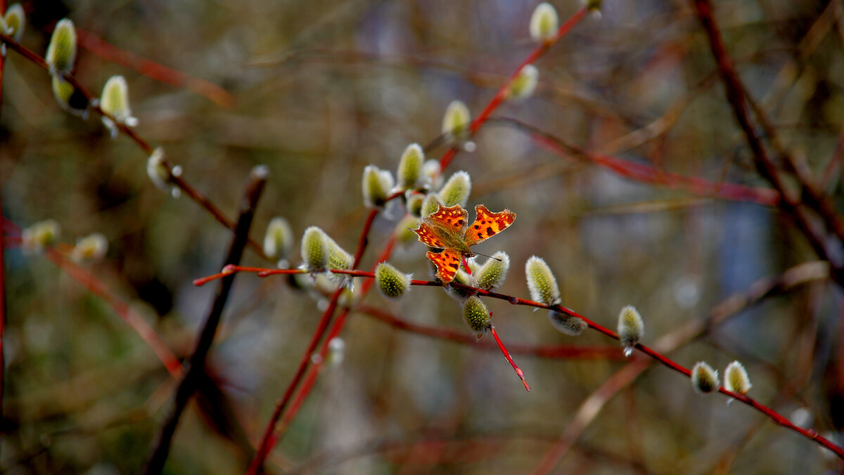 Углокрыльницы, снятые сегодня 5 - Александр Прокудин Углокрыльницы, снятые сегодня 5 - Александр Прокудин