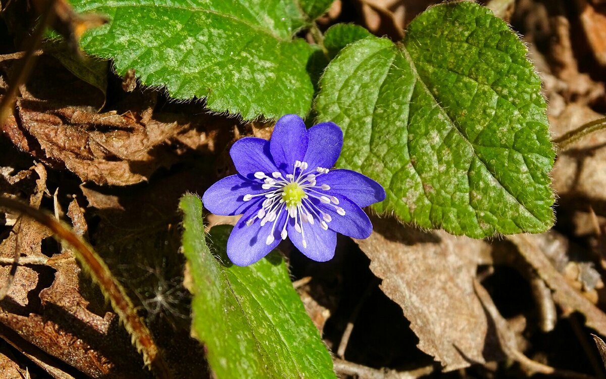 Ранний расцвет печёночницы. - Милешкин Владимир Алексеевич Ранний расцвет печёночницы. - Милешкин Владимир Алексеевич