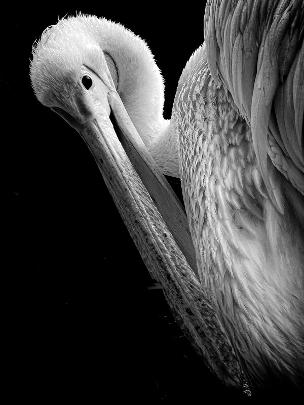 Пеликан - Татьяна Аникина