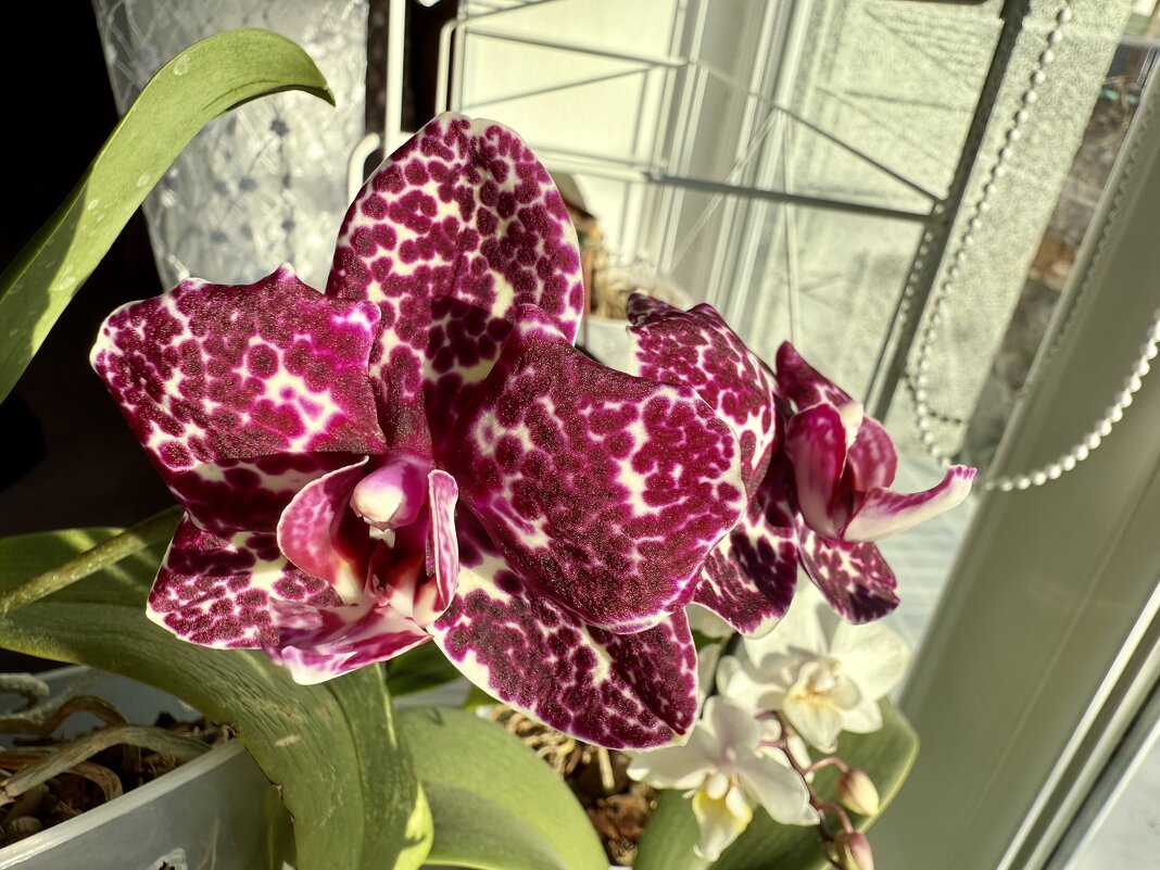 Орхидея «Дикий кот» - Валентина .