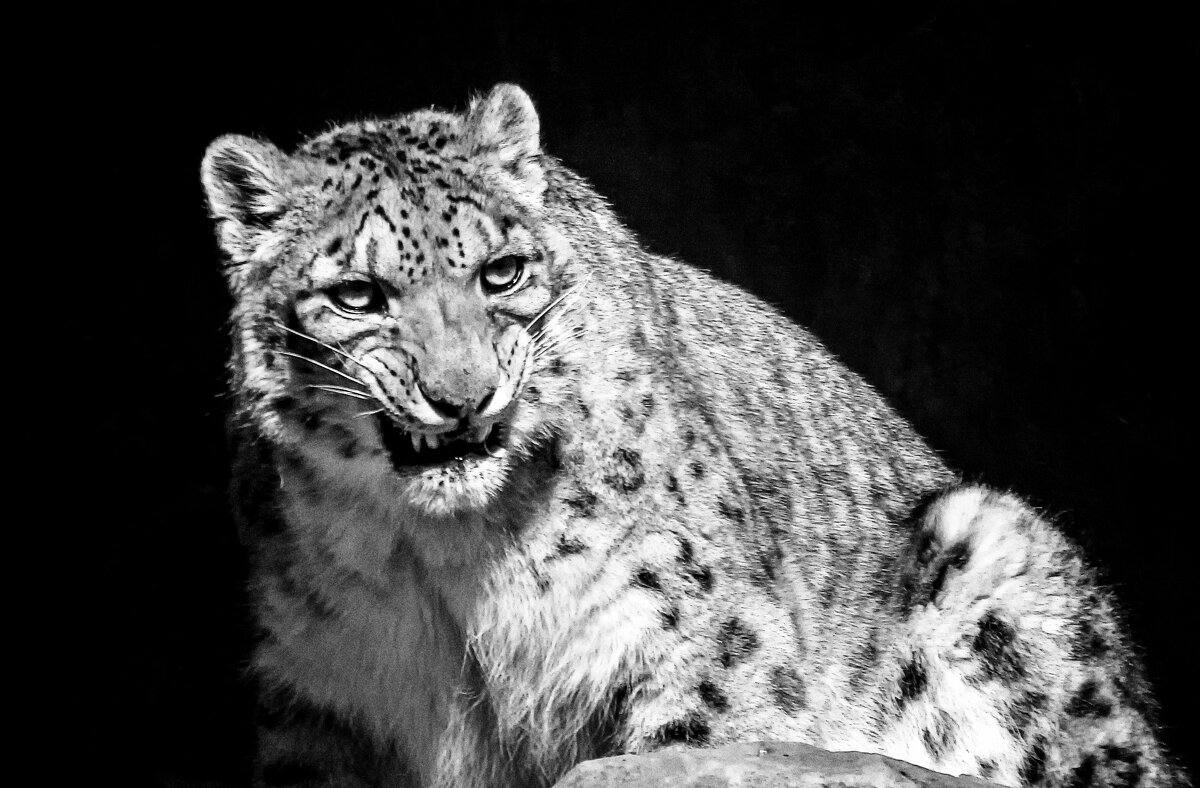 Грозный барс - Андроник Александр Грозный барс - Андроник Александр