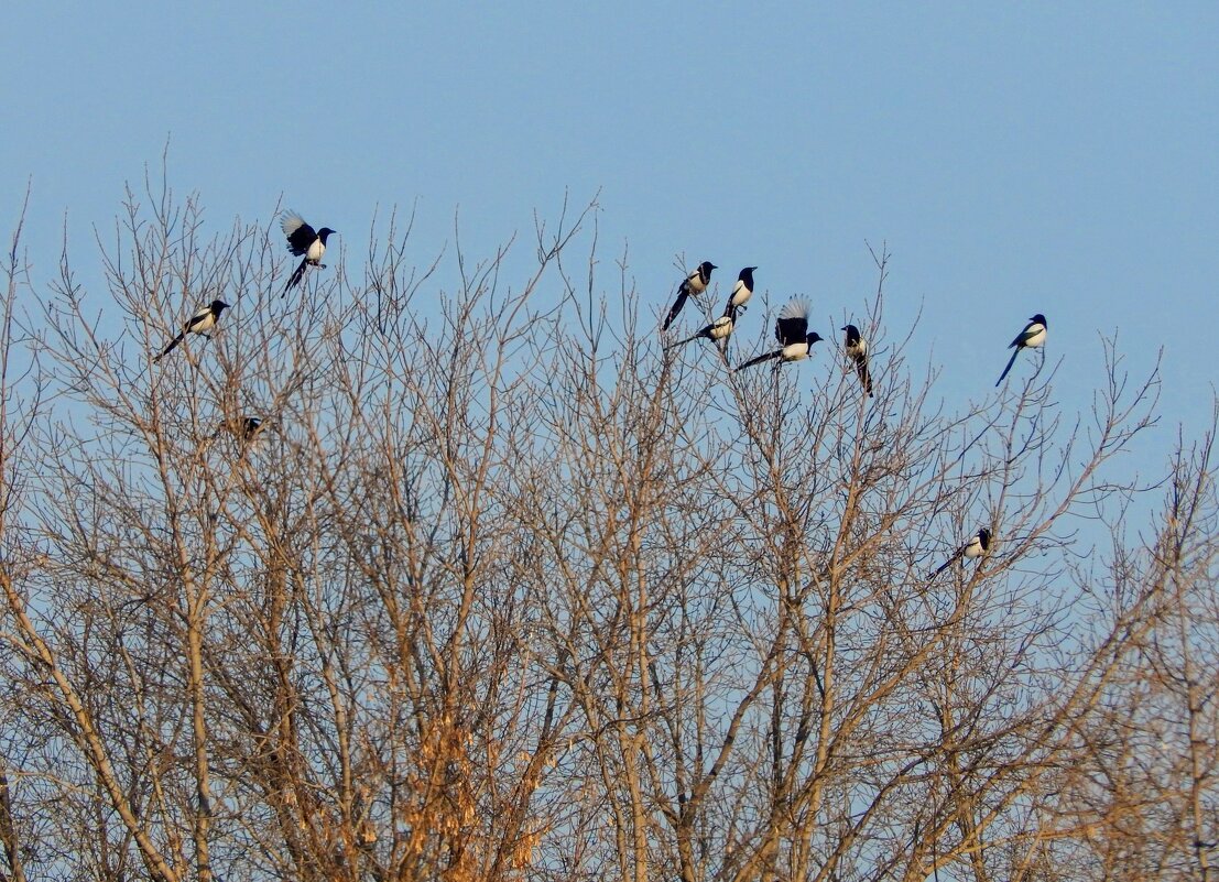 Встречаем Весну! - Елена Хайдукова ( Elena Fly ) Встречаем Весну! - Елена Хайдукова ( Elena Fly )