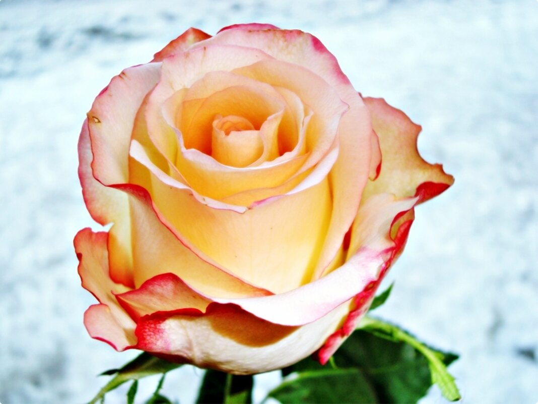 роза - марта Камушкина роза - марта Камушкина