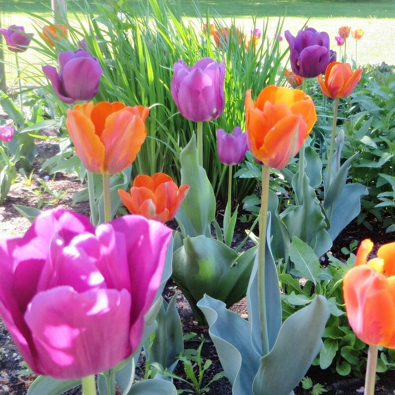 цветы - марта Камушкина цветы - марта Камушкина