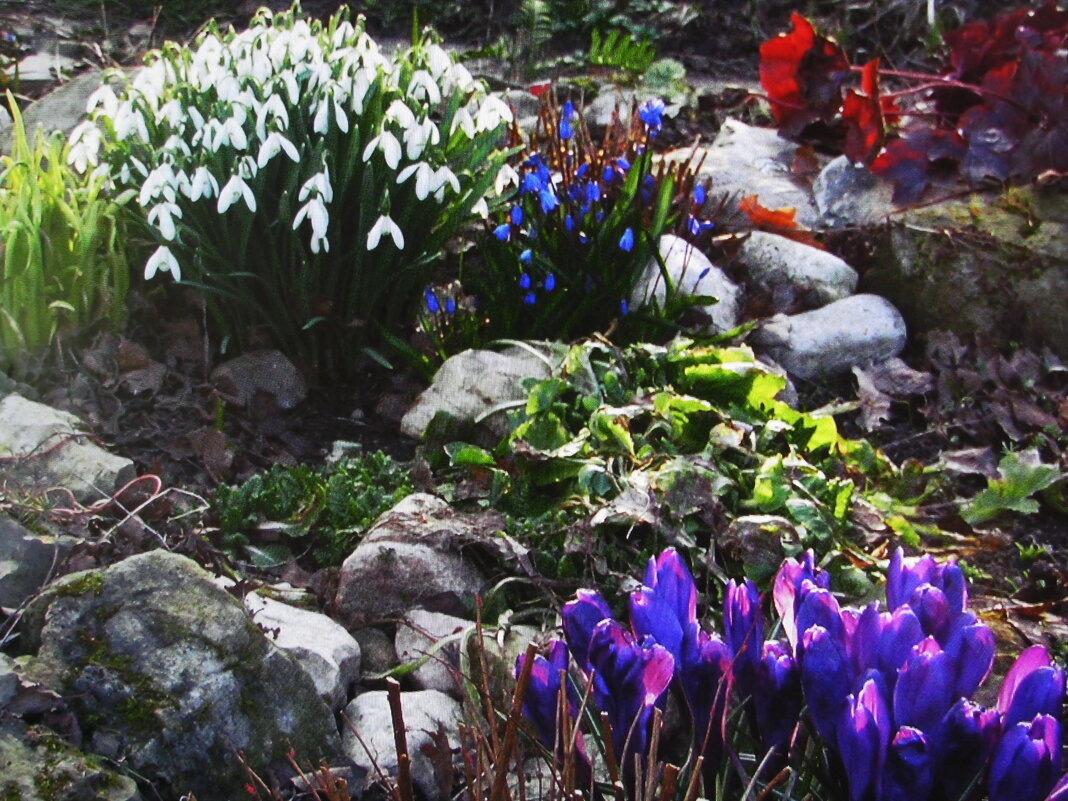 В саду - Людмила Смородинская В саду - Людмила Смородинская