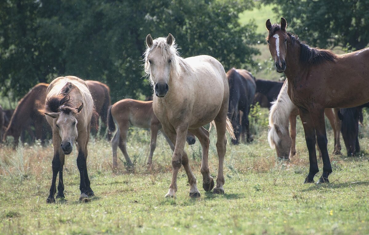 Летний выпас - Марина Фомина. Летний выпас - Марина Фомина.