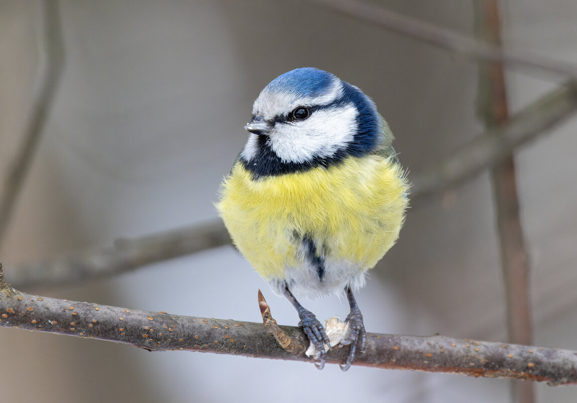 лазоревка - юрий макаров