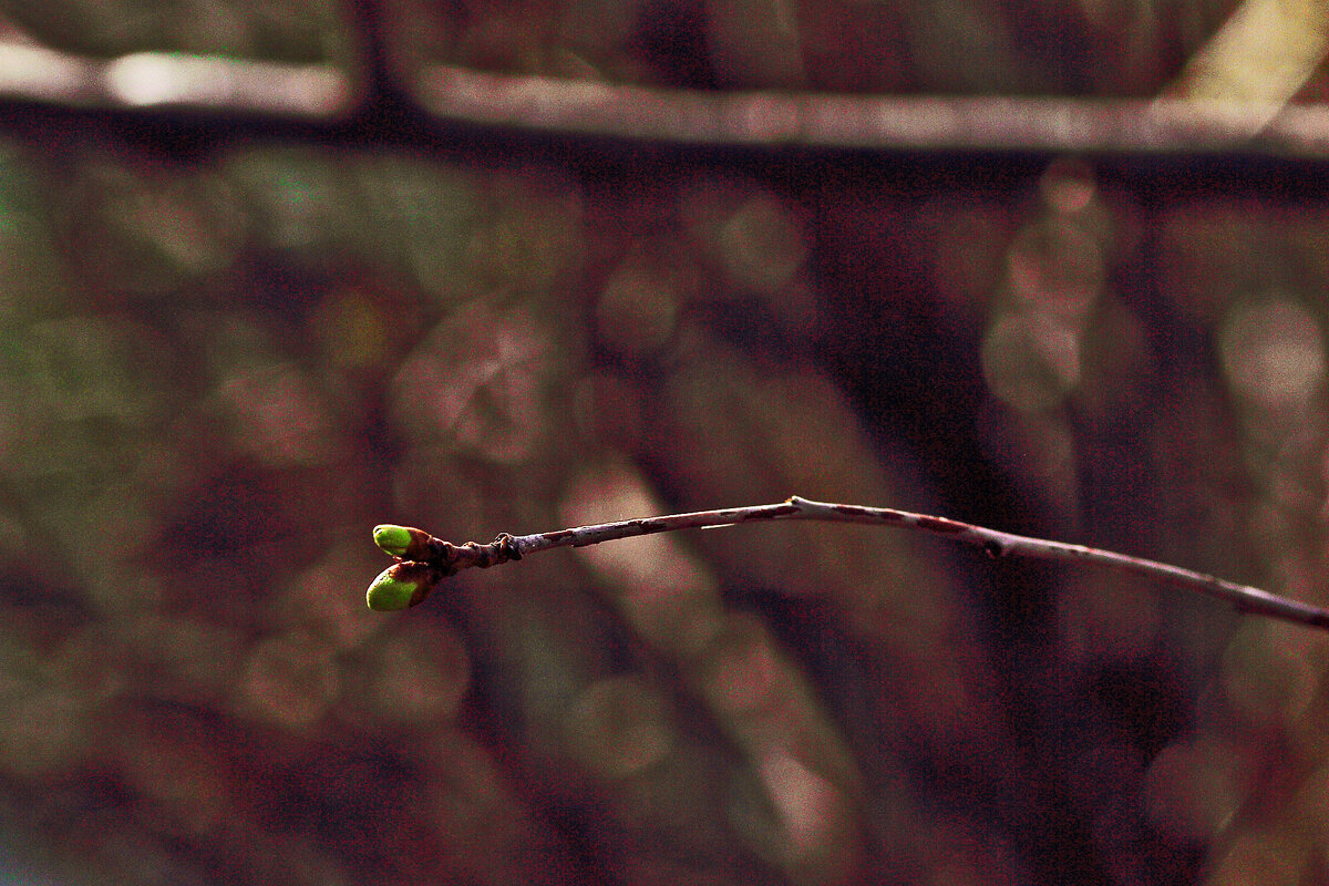 Будущие вишенки - Юрий Гайворонскiий Будущие вишенки - Юрий Гайворонскiий