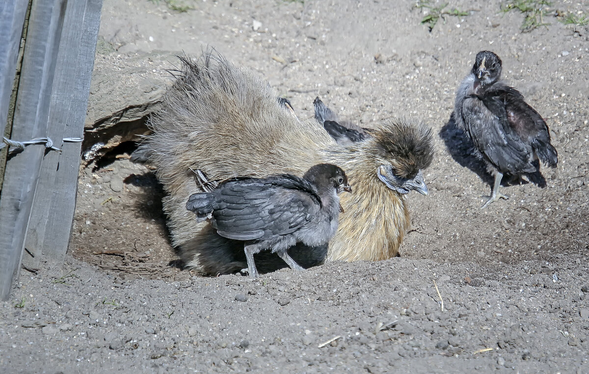 Курочка ряба - Андроник Александр 