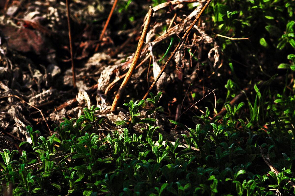 На грядке - Юрий Гайворонскiий На грядке - Юрий Гайворонскiий