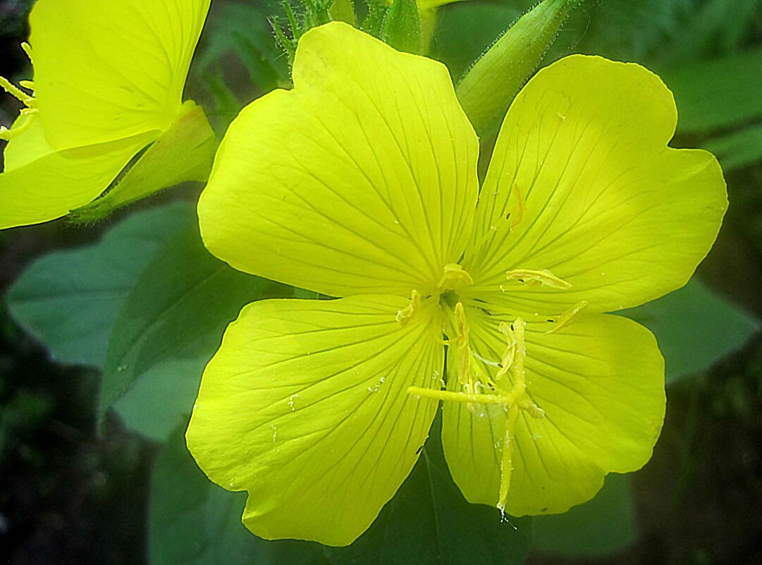 Летний - Елена Семигина Летний - Елена Семигина