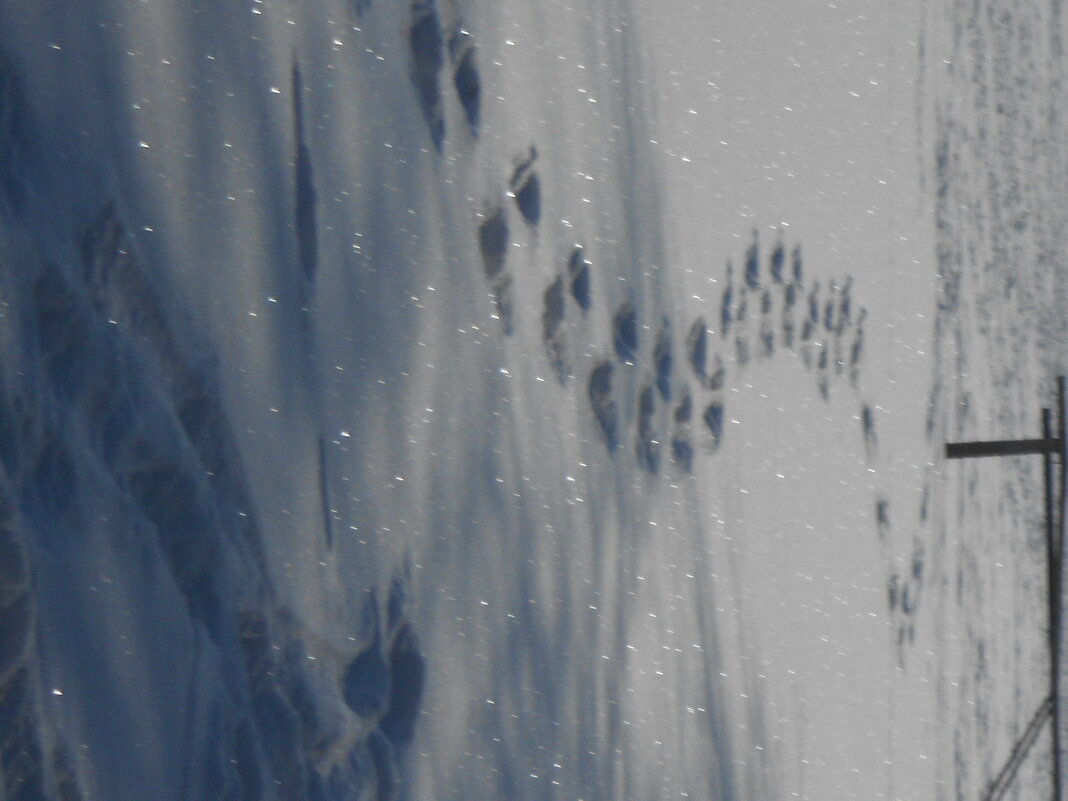 февраль - Елена Шаламова