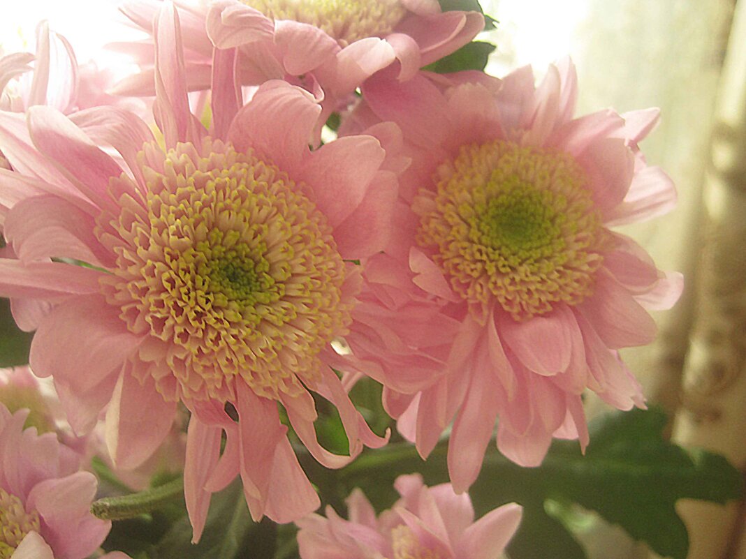 Нежность - Елена Семигина Нежность - Елена Семигина