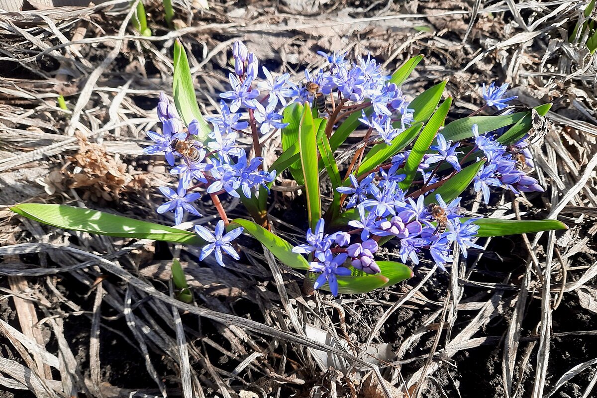 Пролесковый мёд - Сеня Белгородский Пролесковый мёд - Сеня Белгородский