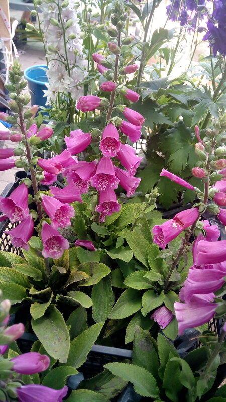 ,,, - Сергей Тимоновский