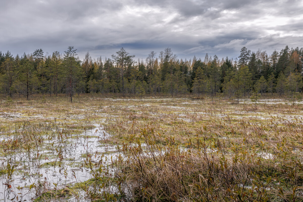 Болото - Владимир Колесников