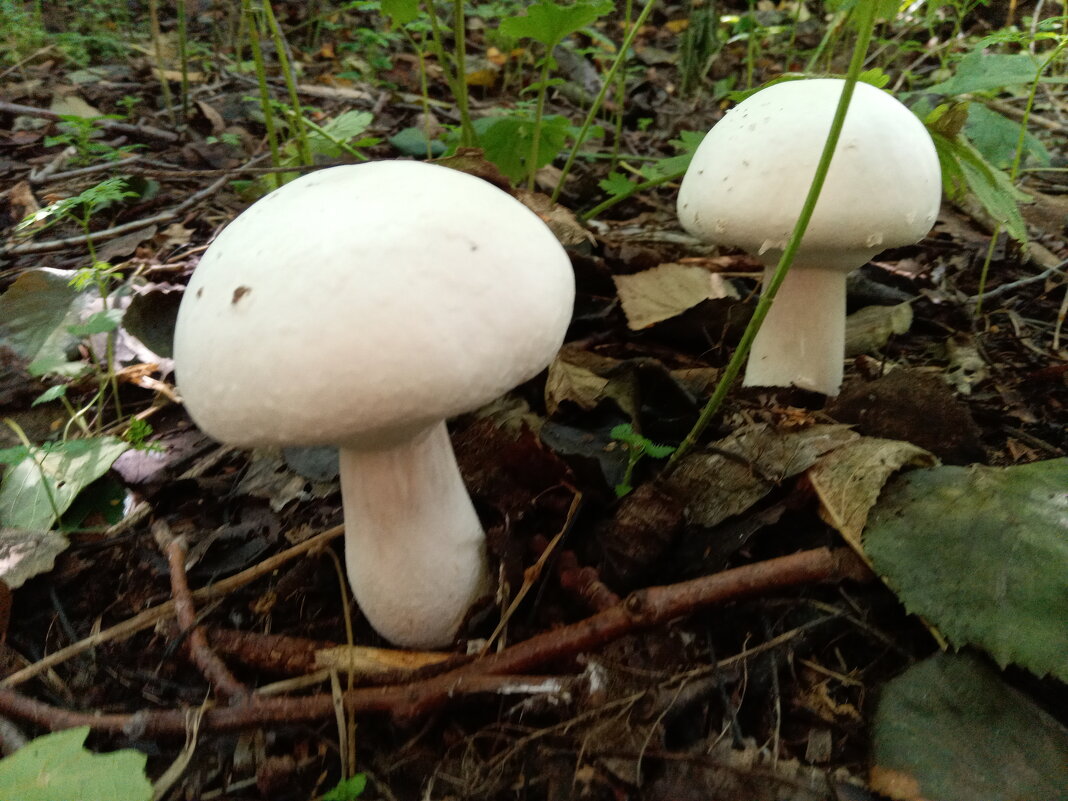 Шампиньоны - Алексей Р.