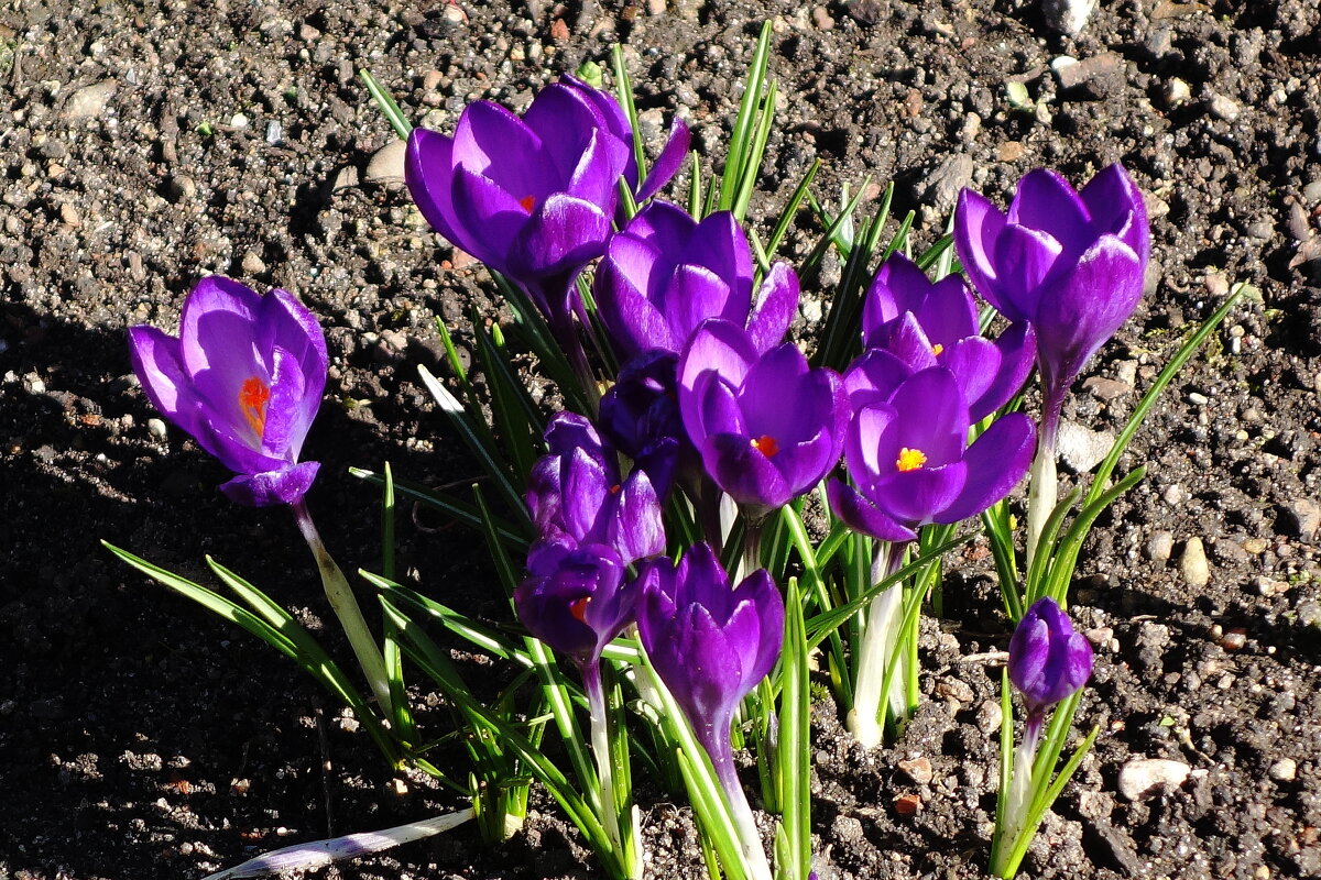 Крокус (шафран) - Рита Симонова Крокус (шафран) - Рита Симонова