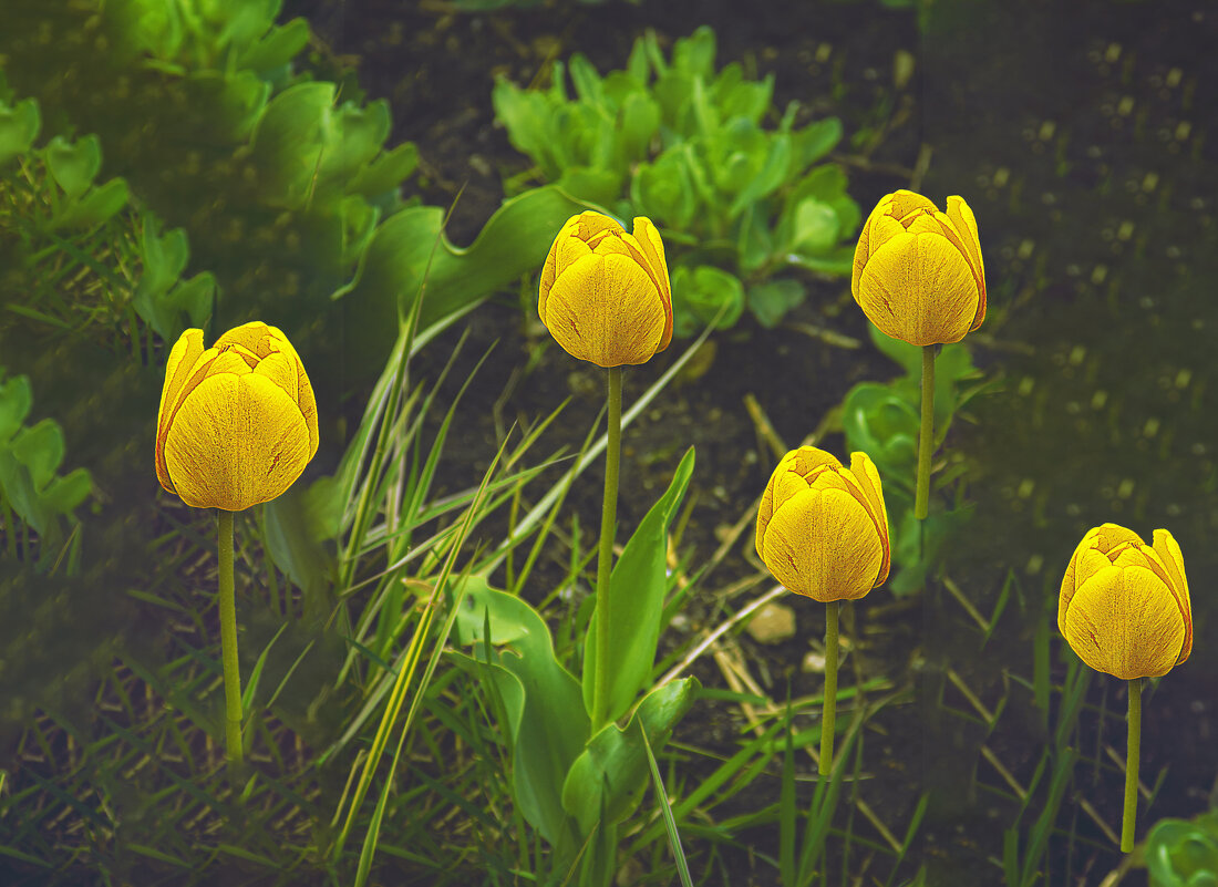 Тюльпанчики - Владимир Кроливец Тюльпанчики - Владимир Кроливец