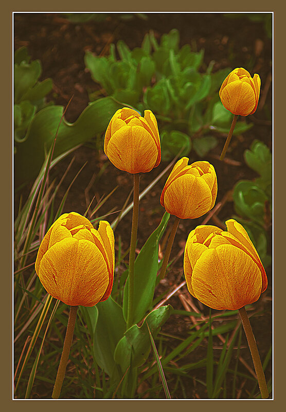 Тюльпанчики 2 - Владимир Кроливец Тюльпанчики 2 - Владимир Кроливец
