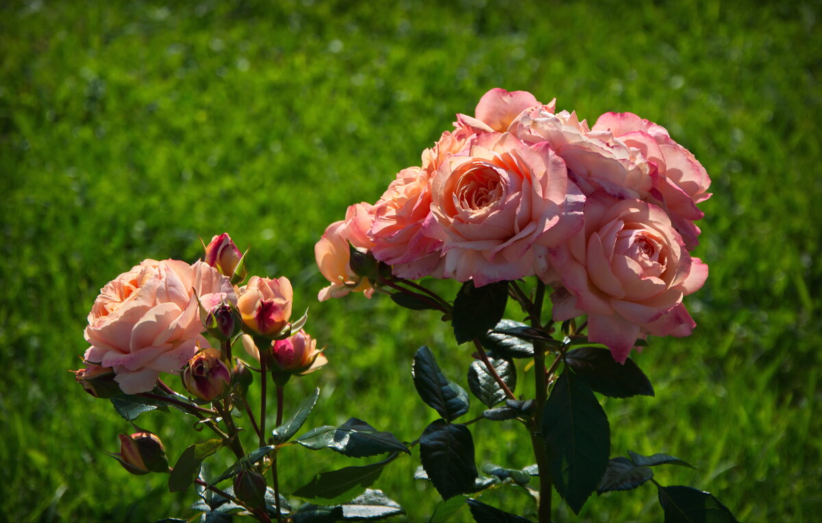 Нежные розы - lady v.ekaterina Нежные розы - lady v.ekaterina