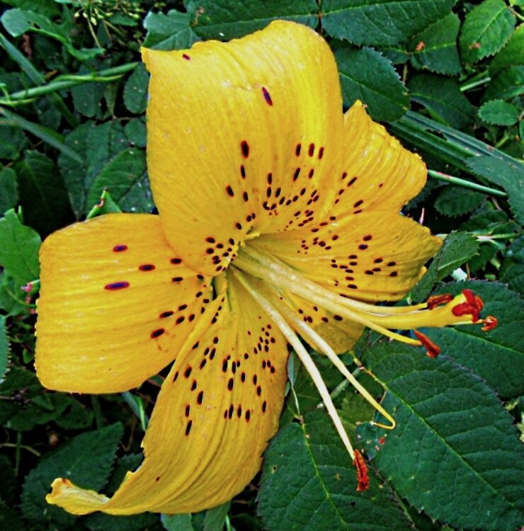 С    веснушками... - Галина Кузьмина