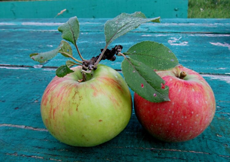 " Не обижайся..." - Галина Кузьмина " Не обижайся..." - Галина Кузьмина