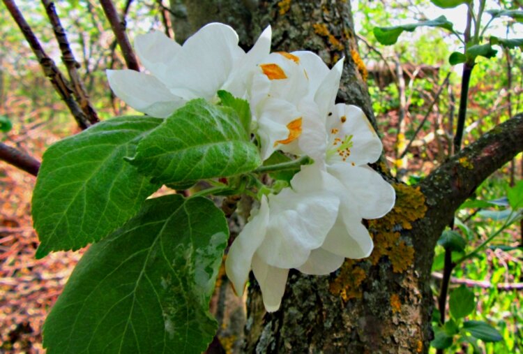 Поздний  "ребёнок"    старой   яблони. - Галина Кузьмина