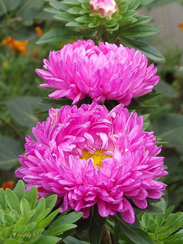 Астры - Freddy 97