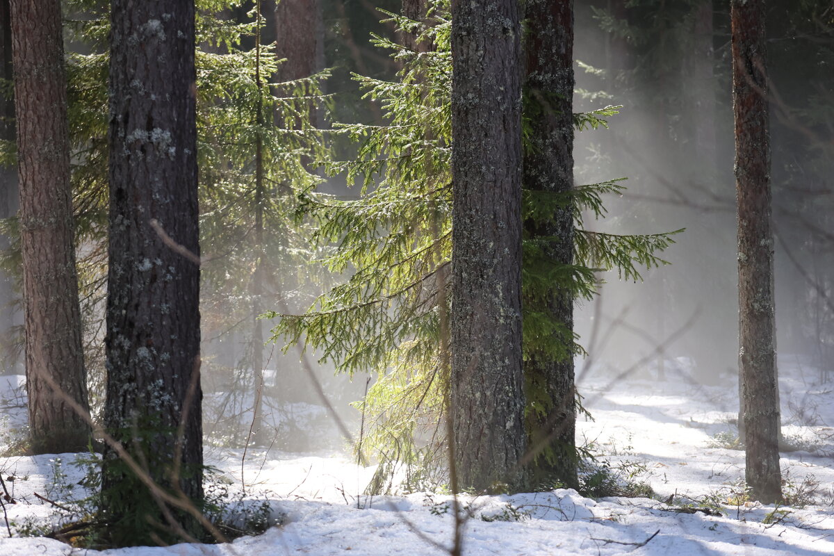 таежная весна - александр 