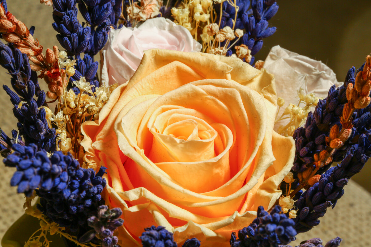 роза - Александр Александр роза - Александр Александр