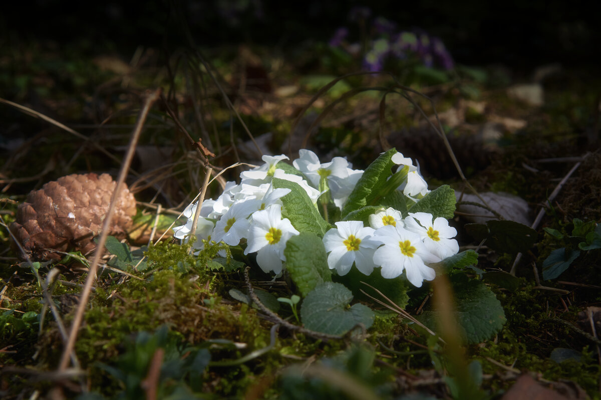 Весна - Сергей 